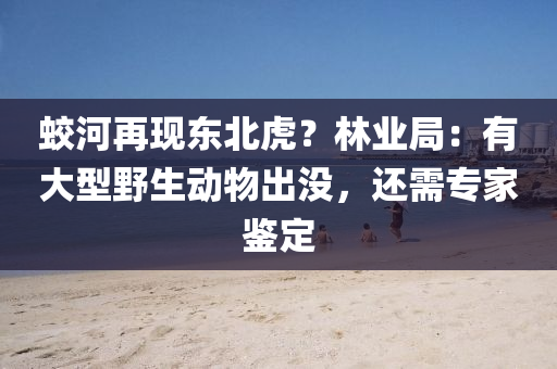 蛟河再現(xiàn)東北虎？林業(yè)局：有大型野生動(dòng)物出沒(méi)，還需專家鑒定