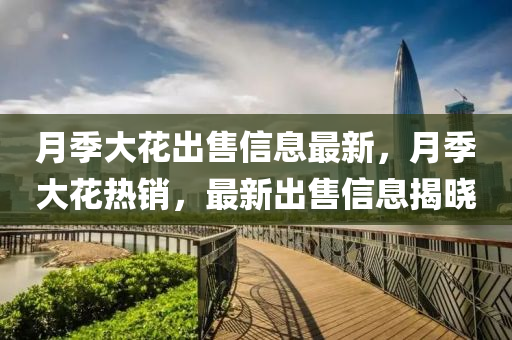 月季大花出售信息最新，月季大花熱銷，最新出售信息揭曉