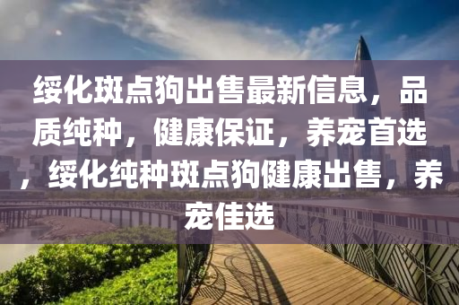 綏化斑點狗出售最新信息，品質純種，健康保證，養(yǎng)寵首選，綏化純種斑點狗健康出售，養(yǎng)寵佳選