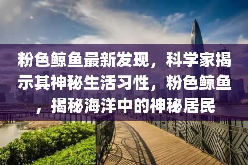 粉色鯨魚最新發(fā)現，科學家揭示其神秘生活習性，粉色鯨魚，揭秘海洋中的神秘居民