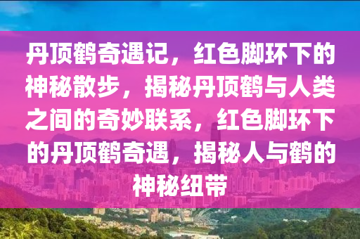 丹頂鶴奇遇記，紅色腳環(huán)下的神秘散步，揭秘丹頂鶴與人類(lèi)之間的奇妙聯(lián)系，紅色腳環(huán)下的丹頂鶴奇遇，揭秘人與鶴的神秘紐帶