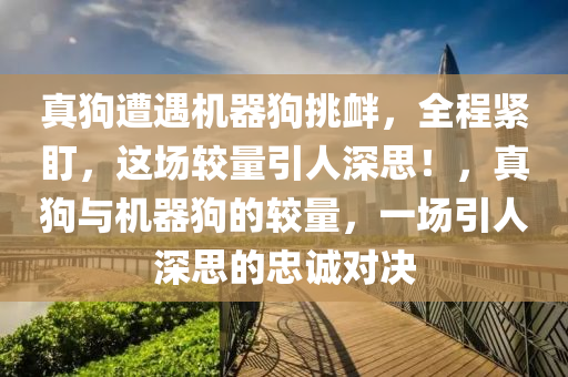 真狗遭遇機(jī)器狗挑釁，全程緊盯，這場較量引人深思！，真狗與機(jī)器狗的較量，一場引人深思的忠誠對決