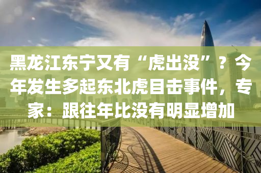 黑龍江東寧又有“虎出沒”？今年發(fā)生多起東北虎目擊事件，專家：跟往年比沒有明顯增加