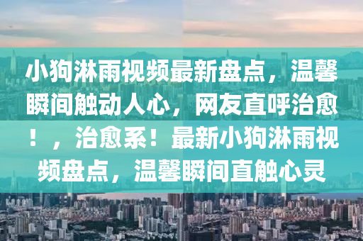 小狗淋雨視頻最新盤點(diǎn)，溫馨瞬間觸動(dòng)人心，網(wǎng)友直呼治愈！，治愈系！最新小狗淋雨視頻盤點(diǎn)，溫馨瞬間直觸心靈