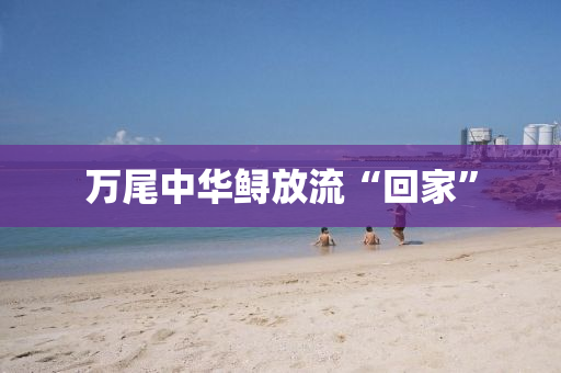 萬尾中華鱘放流“回家”