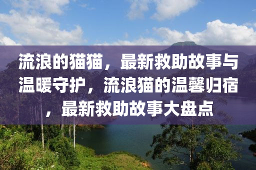 流浪的貓貓，最新救助故事與溫暖守護，流浪貓的溫馨歸宿，最新救助故事大盤點