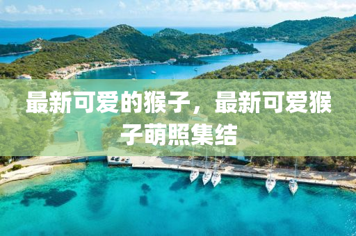 最新可愛的猴子，最新可愛猴子萌照集結(jié)