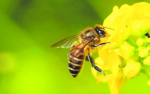 蜜蜂新紀(jì)元，bee最新科技革新，引領(lǐng)農(nóng)業(yè)綠色發(fā)展，蜜蜂新科技革命，bee時(shí)代農(nóng)業(yè)綠色發(fā)展新篇章