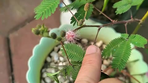 含羞草最新，含羞草最新動態(tài)