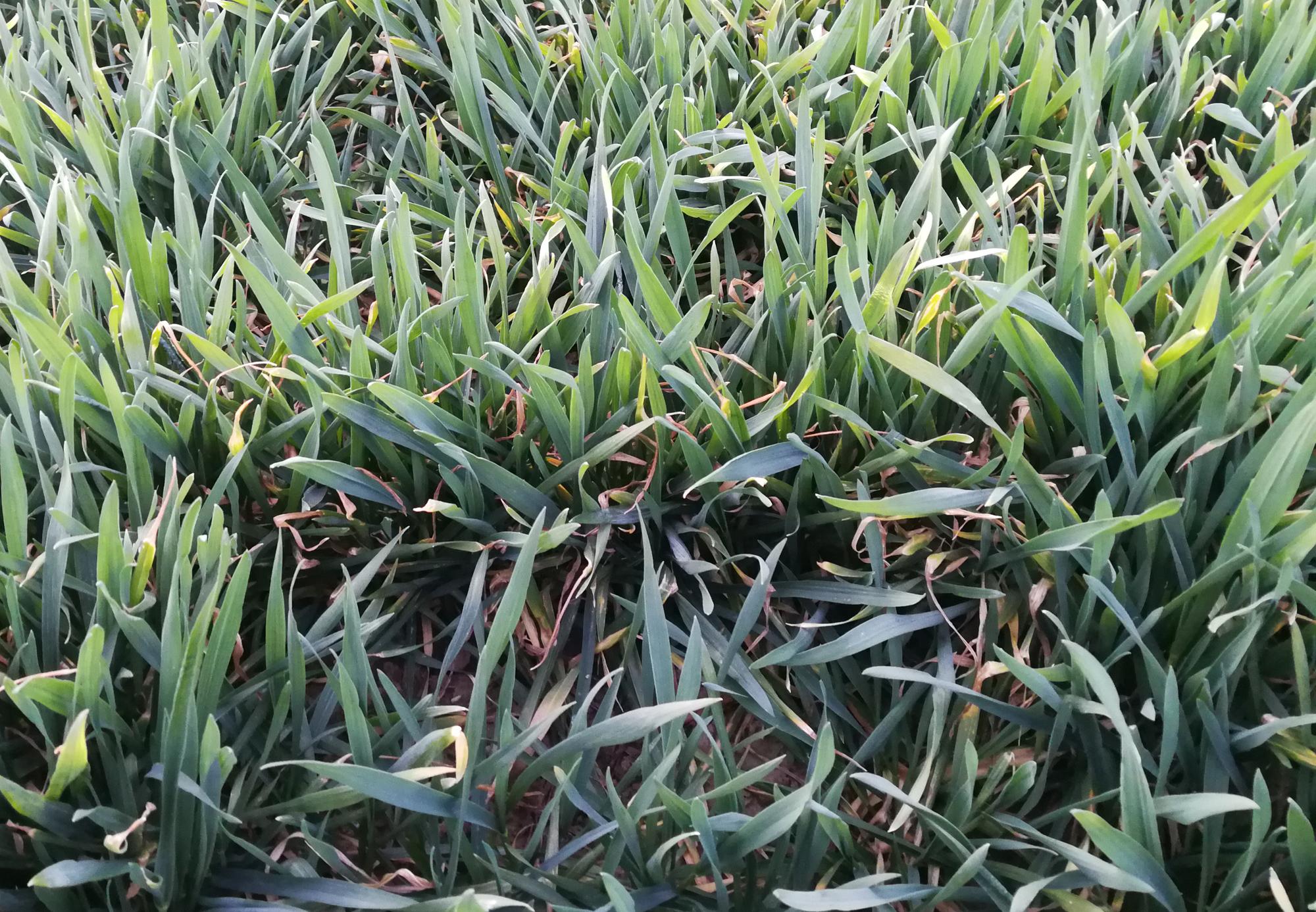 水稻田除草新篇章——揭秘2023年最新除草劑技術(shù)與應(yīng)用，2023年度水稻田除草革命，前沿技術(shù)與應(yīng)用解析