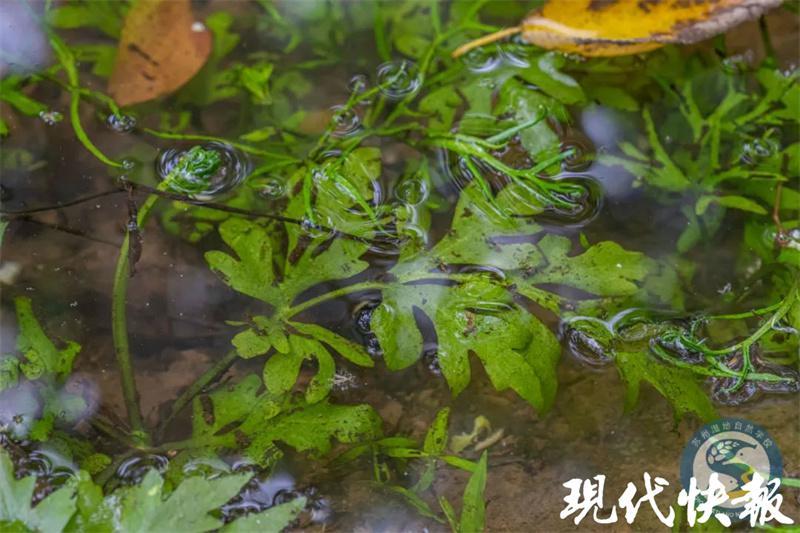 太湖水最新消息，太湖水質(zhì)實(shí)時(shí)監(jiān)測(cè)報(bào)告，最新水質(zhì)狀況全解析
