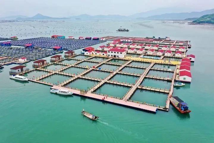 福鼎新能源一共多少個廠，福鼎新能源企業(yè)總數(shù)概覽