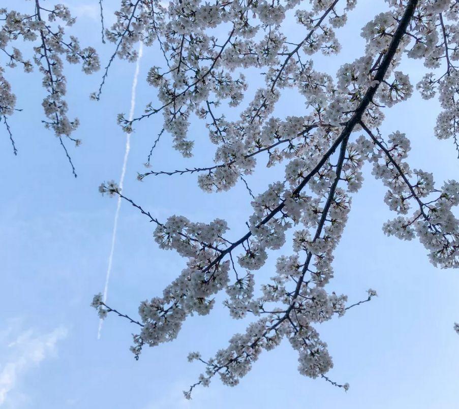 黃浦區(qū)新能源汽車工業(yè)園，綠色動力引擎，引領(lǐng)未來出行新潮流，黃浦區(qū)新能源汽車工業(yè)園，綠色動力引擎，驅(qū)動未來出行浪潮